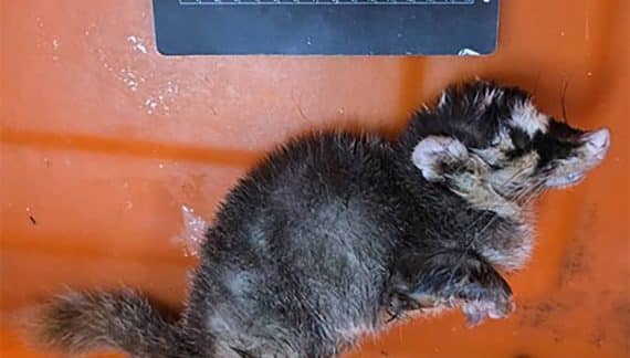 Rabies in ferrets and badgers has been found again in Fangshan, Pingtung. The county government will add dog and cat vaccinations on March 31, 2025